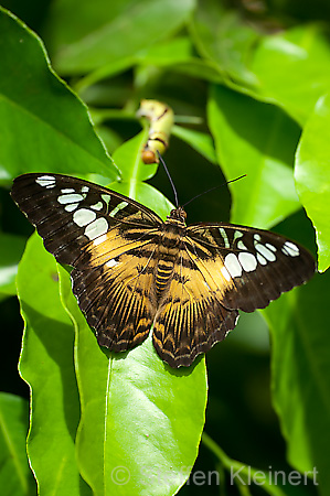 145 Segler - Parthenos sylvia